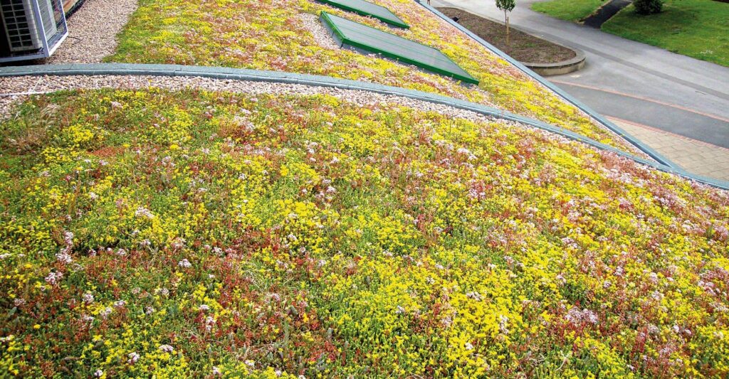 Photo of an IKO green roof system featured in the World Green Roof Day 2026 blog